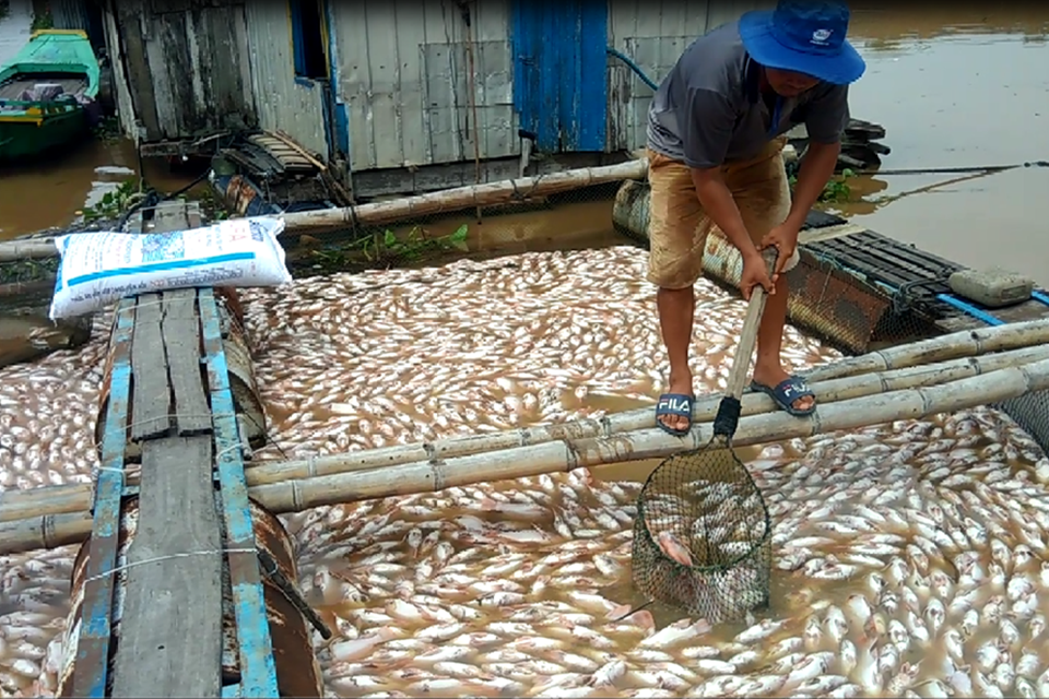 Hỗ trợ người dân 12 tỷ đồng do thiệt hại cá chết trên sông La Ngà Hỗ trợ người dân 12 tỷ đồng do thiệt hại cá chết trên sông La Ngà