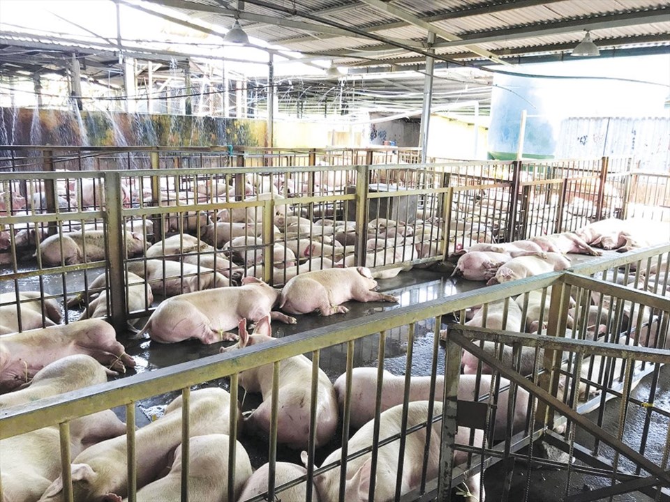 Hàng nghìn con heo bị tiêm thuốc an thần trước khi giết mổ được phát hiện tại lò mổ Xuyên Á, TPHCM vào tháng 10.2017. Hàng nghìn con heo bị tiêm thuốc an thần trước khi giết mổ được phát hiện tại lò mổ Xuyên Á, TPHCM vào tháng 10.2017.