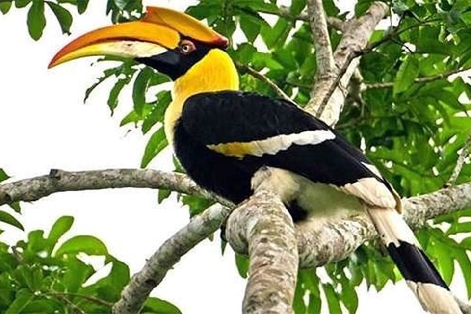 Phượng Hoàng Đất là một trong các loài động vật hoãng dã, quý hiếm mà chính quyền TPHCM cấm sử dụng hoặc tặng làm quà. Phượng Hoàng Đất là một trong các loài động vật hoãng dã, quý hiếm mà chính quyền TPHCM cấm sử dụng hoặc tặng làm quà.