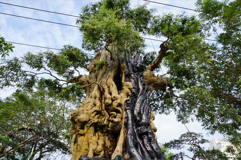 Những cây kiểng hàng tỉ đồng ở hội hoa xuân phố nhà giàu Những cây kiểng hàng tỉ đồng ở hội hoa xuân phố nhà giàu