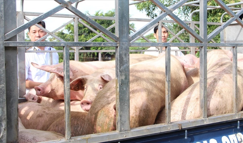 Kiểm soát chặt chẽ tình trạng nguồn động vật bên ngoài vào tỉnh Bình Dương. Kiểm soát chặt chẽ tình trạng nguồn động vật bên ngoài vào tỉnh Bình Dương.