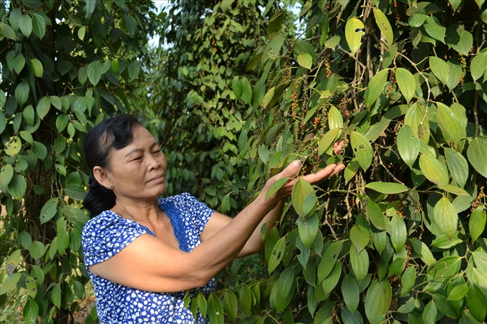 Thiếu nhân công hái, người trồng tiêu lao đao Thiếu nhân công hái, người trồng tiêu lao đao
