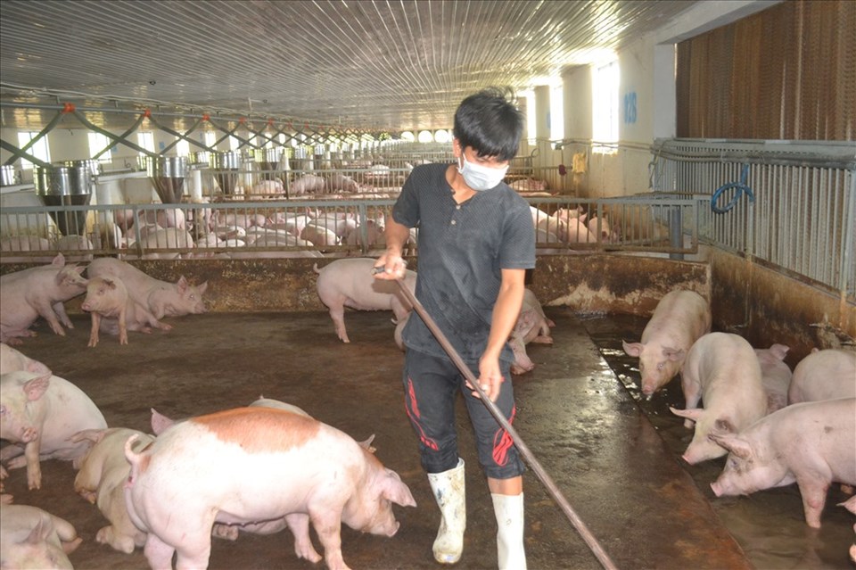 Đồng Nai đang tập trung các biện pháp phòng chống dịch tả heo Đồng Nai đang tập trung các biện pháp phòng chống dịch tả heo