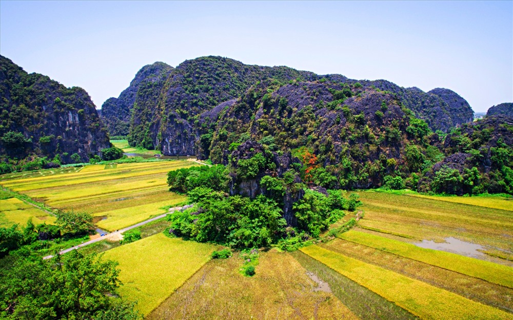 Mùa vàng Tam Cốc rơi vào tháng 5 và tháng 6