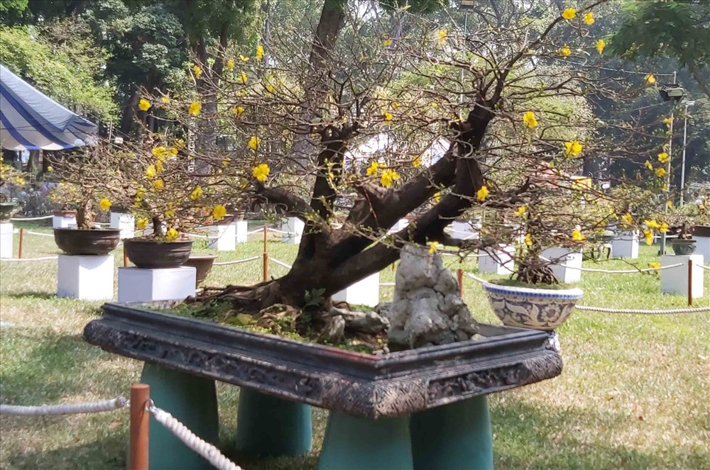 Những gốc Mai “cổ thụ” quý hiếm được trưng bày tại Hội hoa Xuân. Ảnh: QUỲNH NHƯ