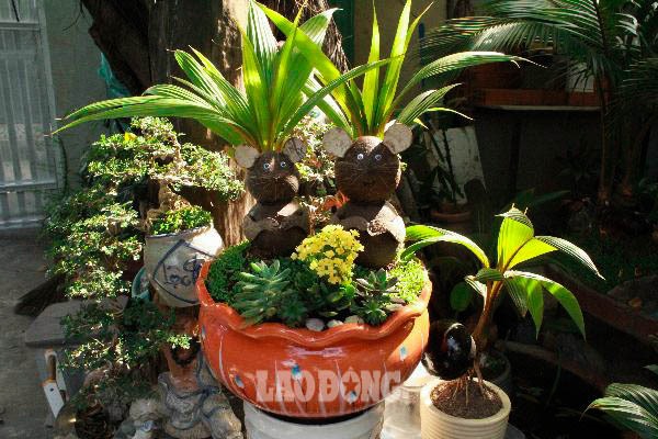Dù mới xuất hiện trong năm nay nhưng bonsai dừa hình chuột rất được nhiều người lựa chọn. Ảnh: Chân Phúc