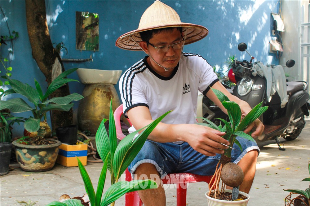 Anh Hiếu cho biết, để có được một cây bonsai dừa hình chuột phải tốn khá nhiều thời gian và công sức. Ảnh: Chân Phúc