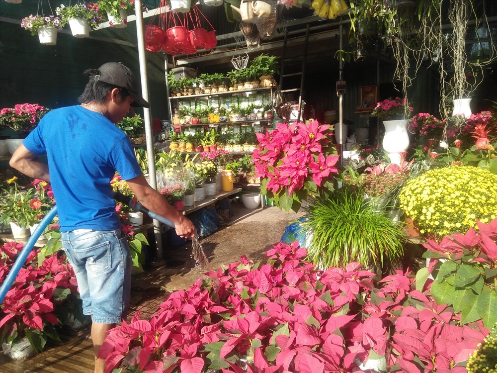 Thời điểm này, dọc các tuyến đường chuyên kinh doanh hoa cây kiểng đã trở nên rực rỡ bởi cả ngàn loại hoa kiểng khoe sắc.