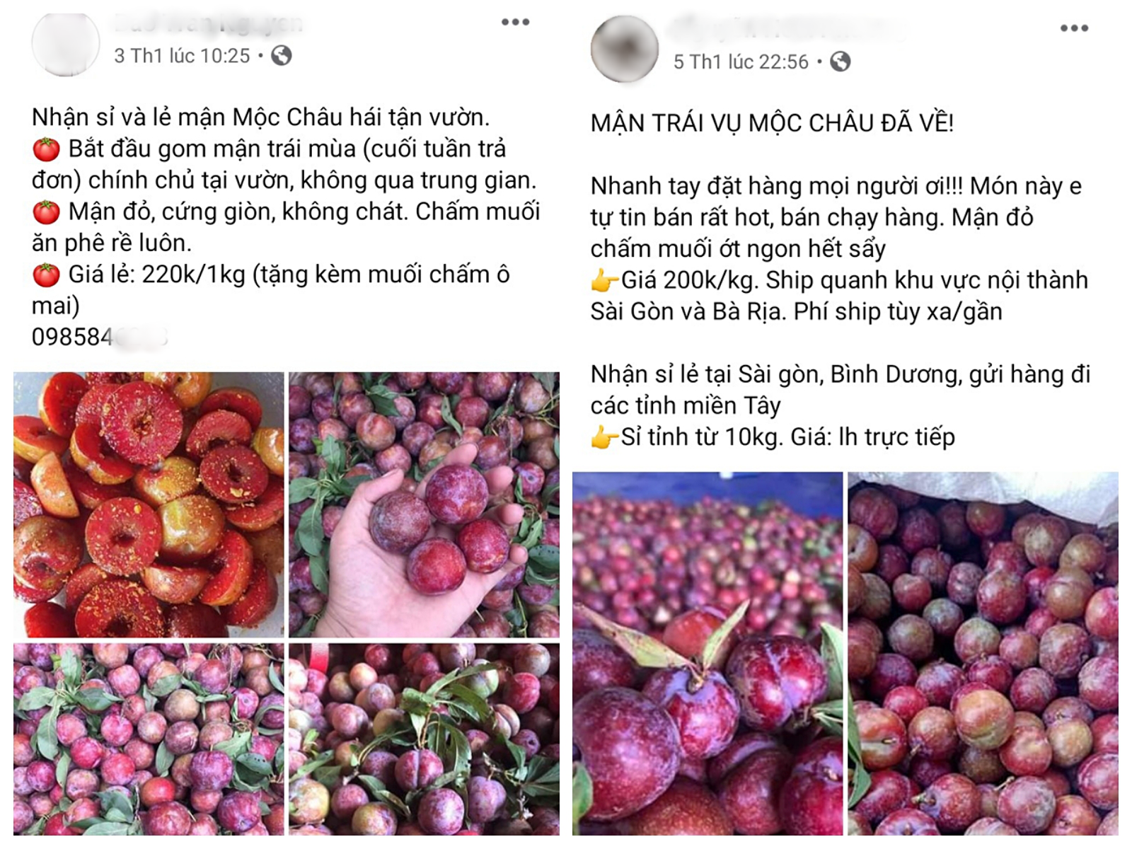 Mận trái mùa được rao bán tràn ngập các trang mạng xã hội với giá không hề rẻ. Ảnh: FB
