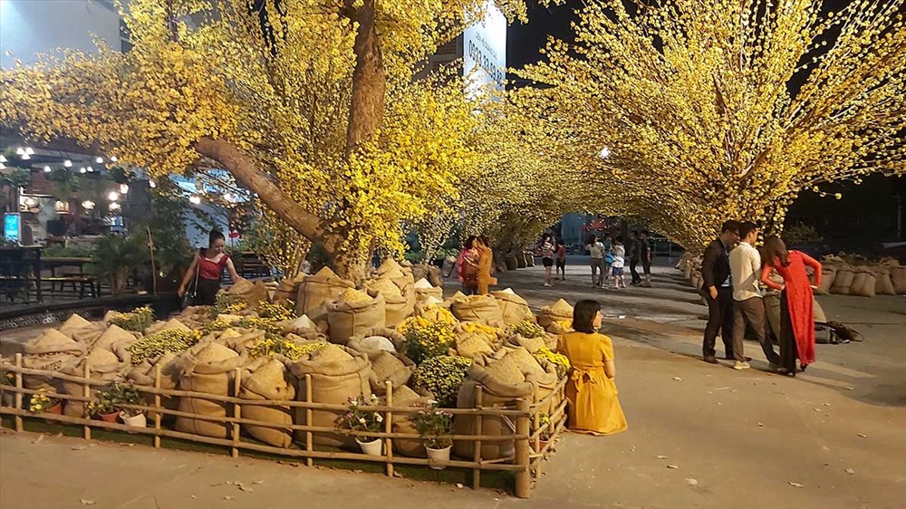 nét đặc biệt năm nay là cây Mai đại thụ, với độ cao hơn 10 m và tán rộng bao phủ cả một khu vực – nơi gửi gắm những lời nguyện ước cho một năm mới bình an. Ảnh: QUỲNH NHƯ