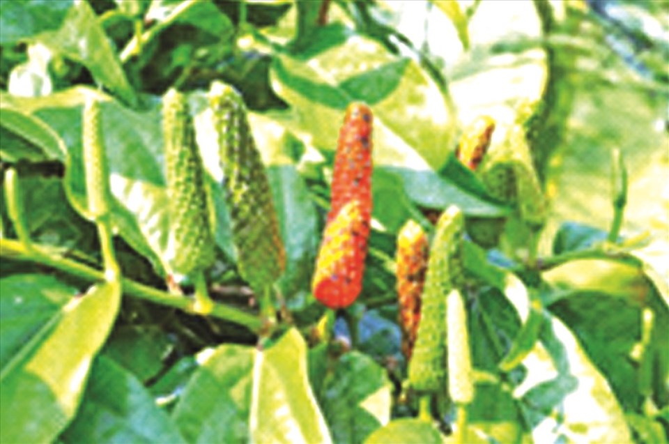 Tiêu lốt (Piper longum Linn). Tiêu lốt (Piper longum Linn).