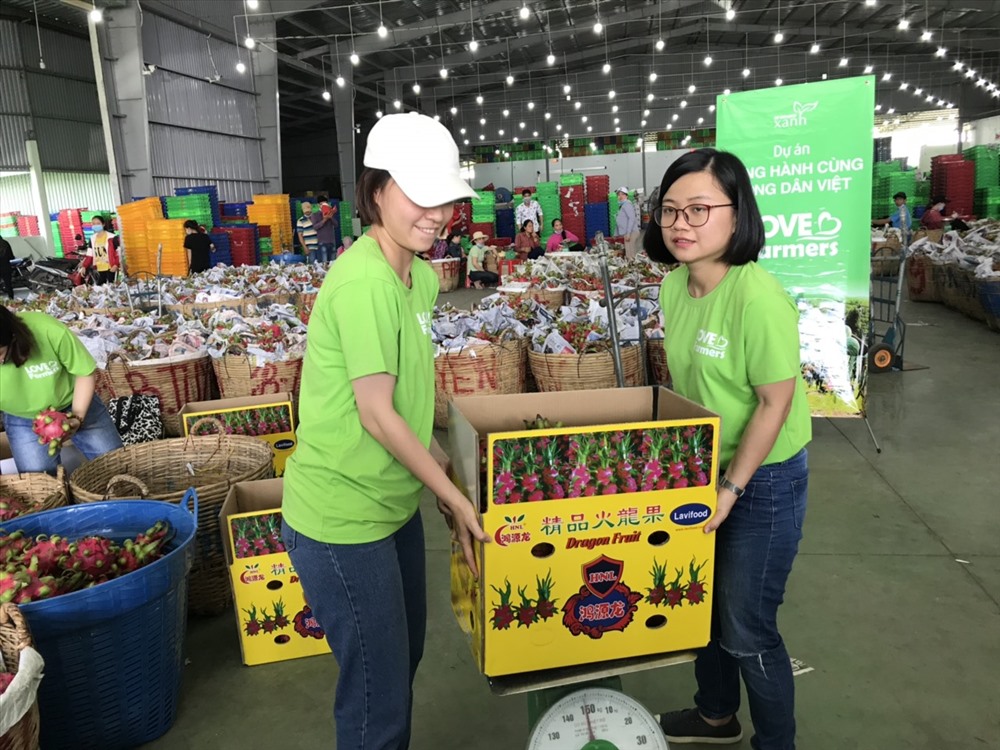 Quỹ Khởi Nghiệp Xanh tổ chức thực hiện chương trình Love Farmers (Yêu thương nông dân) thu mua thanh long