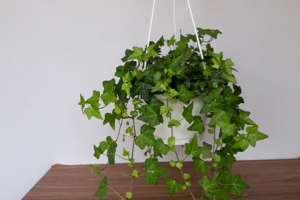 Những loại cây xanh nào có thể đặt ở trong phòng ngủ? Những loại cây xanh nào có thể đặt ở trong phòng ngủ?