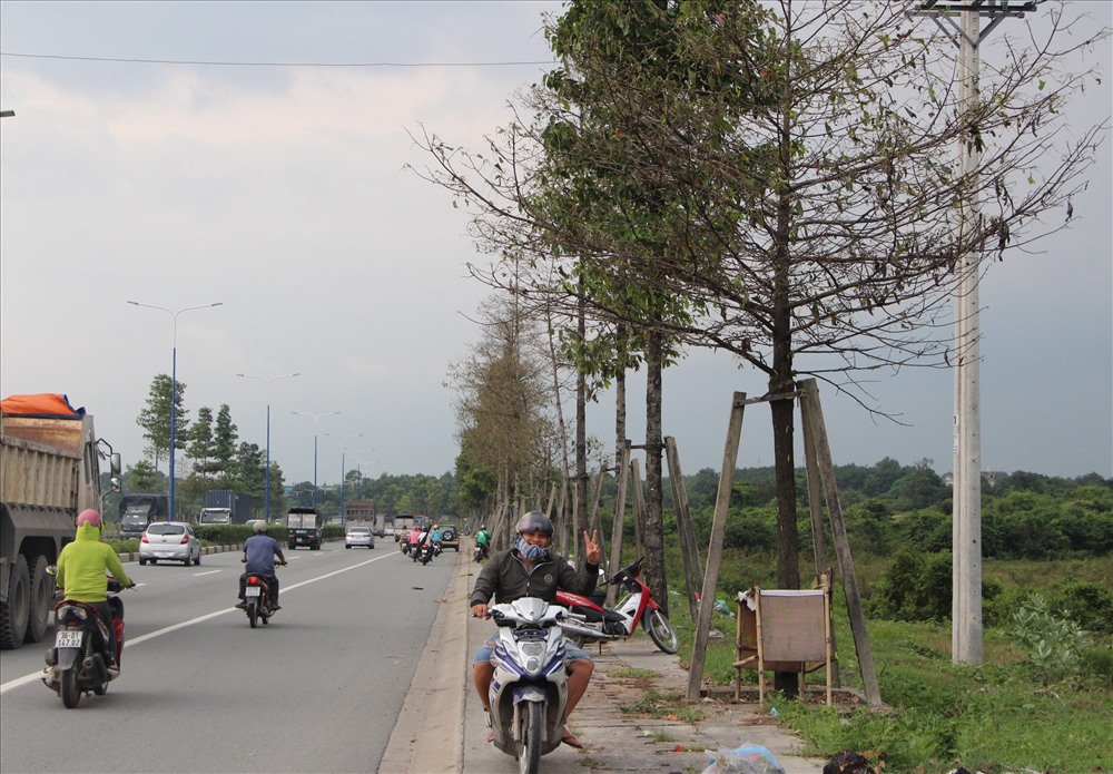 Đoạn đường xuất hiện nhiều bất thường loại sâu ăn lá cây dầu.