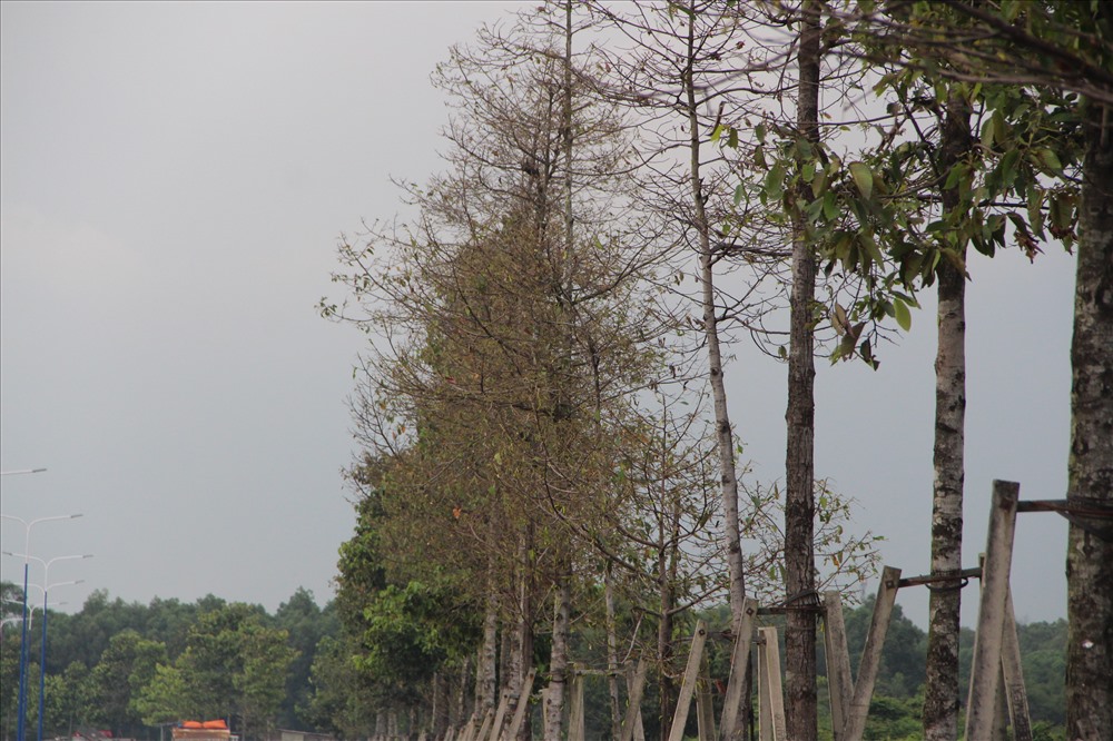 Cây dầu bị sâu ăn trụi lá.