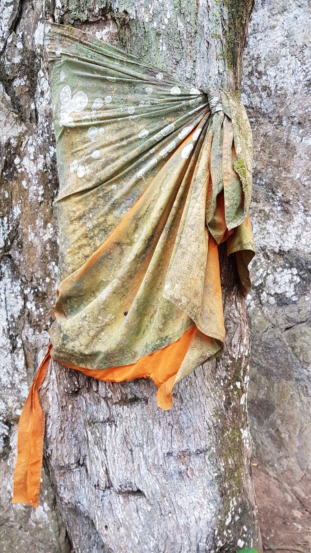 Cửa hang Pak Ou, cây mặc áo cà sa, vỏ ốc vẽ gương mặt đức Phật. Ảnh: Đỗ Doãn Hoàng.