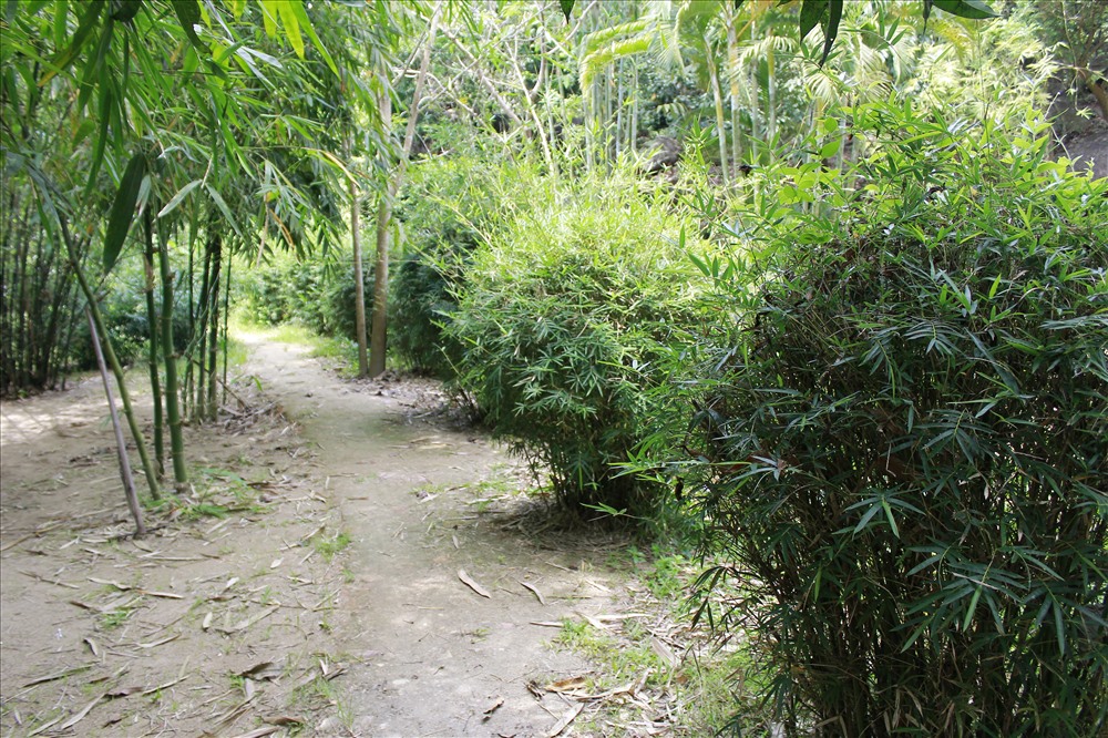 Lối đi xanh mướt hàng tre