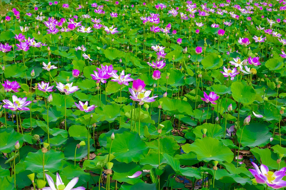 đẹp tinh khiết, thanh tao không phô trương nhưng động lòng người của đầm sen (Nguồn: Báo Anh Ty)