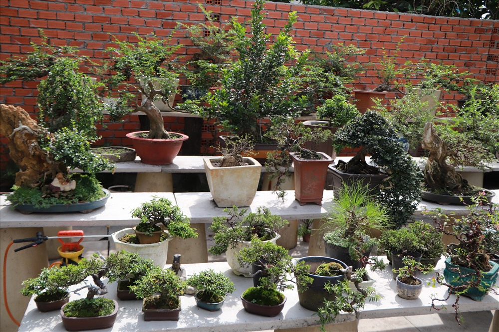 Giá trị bonsai phụ thuộc nhiều vào hình dáng và chủng loại của nó