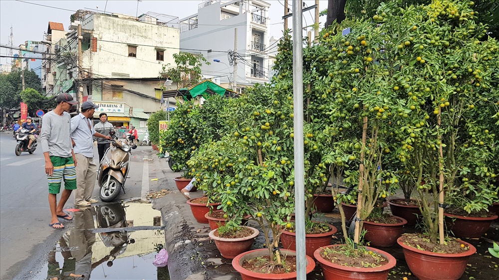 Một điểm bán quất cảnh trên đường Lãnh Binh Thăng, quận 10. ảnh: T.S