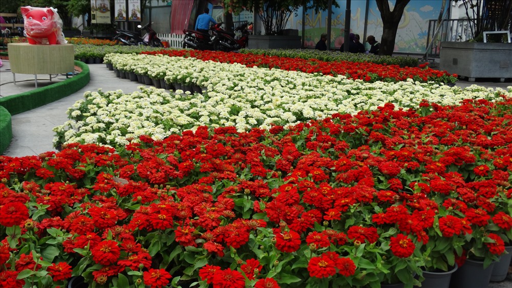 Cúc vàng, cúc mâm xôi, mào gà là loại hoa chủ đạo của đường hoa Nguyễn Huệ Tết 2019.