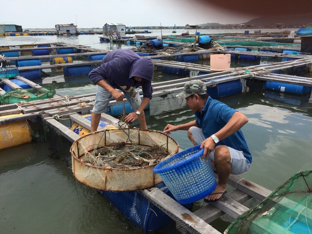 Du khách có thể tận tay để bắt tôm hùm đem vào chế biến như thế này