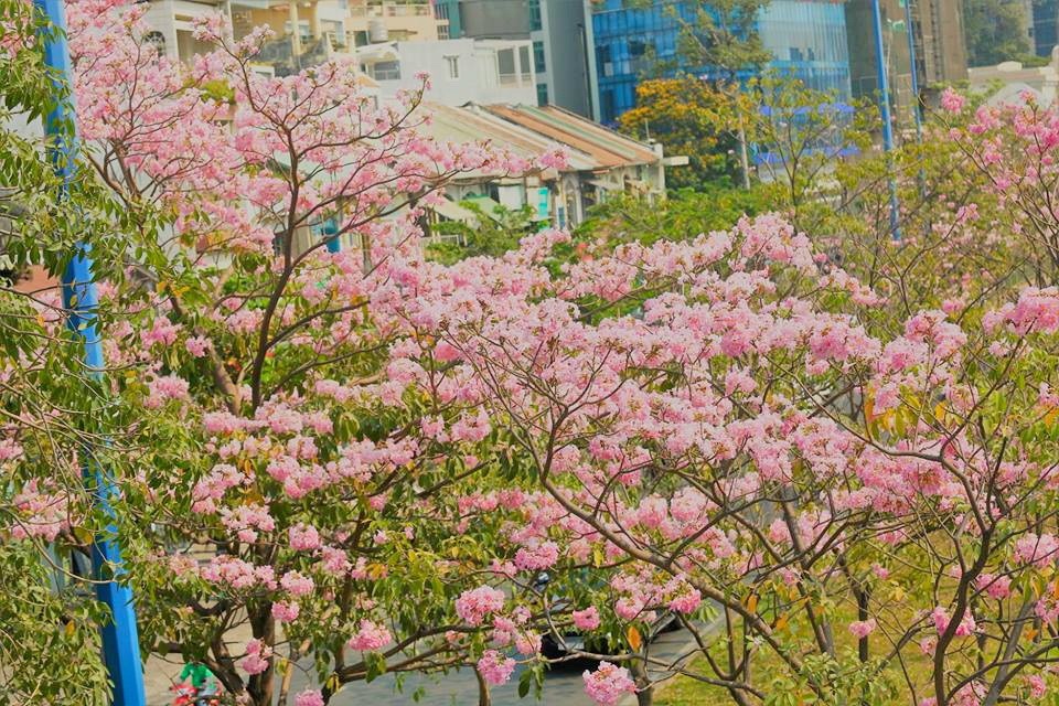Loài hoa này chuộng ánh sáng và đất khô, chỉ nở khi thời tiết nắng gắt nhất. Những ngày này, thời tiết Sài Gòn nắng nóng, nhiệt độ trung bình 34-36 độ C, chính vì vậy mà những đóa Kèn hồng được dịp bung nở. Thông thường khi cây ra hoa, hầu hết lá đều rụng, trên đầu mỗi cành chỉ nhìn thấy những cụm hoa tím hồng rất dễ thương.