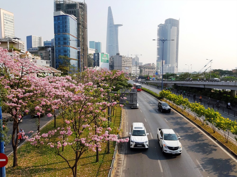 Cây còn được trồng tại một số con đường trung tâm như Võ Văn Kiệt, quận 1; Võ Thị Sáu, quận 3... Trong số này, hoa trồng trên đường Võ Thị Sáu chỉ khoảng chục cây nhưng thân to, cho hoa nhiều.