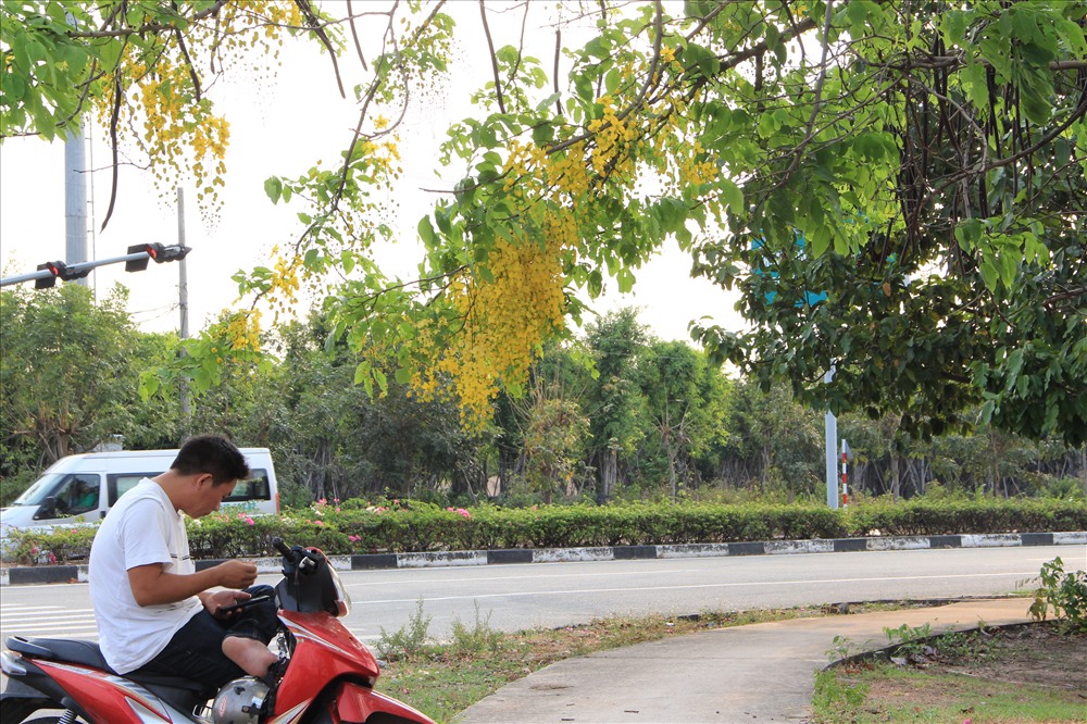 Bọ cạp vàng bung nở cho con đường qua khu công nghiệp đẹp hơn và người lao động có phút giây thư thái.