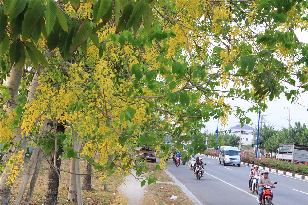 Hoa bọ cạp vàng bung nở trên tuyến đường công nhân đi làm.