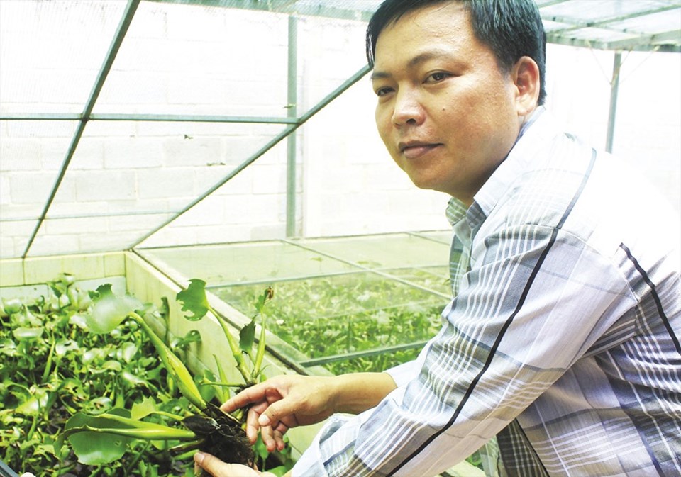 Anh Tùng bên mô hình nuôi cà cuống trên đất Củ Chi của mình. Anh Tùng bên mô hình nuôi cà cuống trên đất Củ Chi của mình.