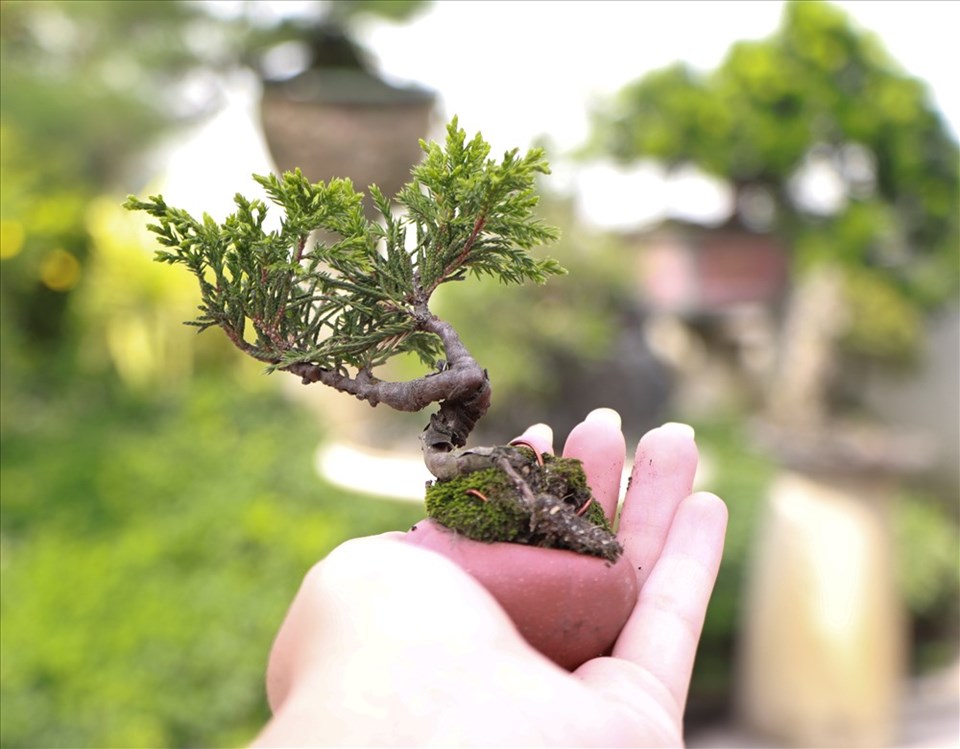 Những Thách Thức đi Kèm Với Tính Nghệ Thuật Của Cây Cảnh Bonsai