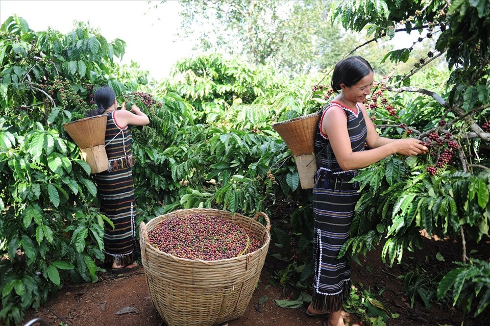 Với dự án NESCAFÉ Plan người nông dân trồng cà phê đã tăng hơn 20% sản lượng cà phê thu hoạch nhờ đó tăng thu nhập lên 30%. Với dự án NESCAFÉ Plan người nông dân trồng cà phê đã tăng hơn 20% sản lượng cà phê thu hoạch nhờ đó tăng thu nhập lên 30%.