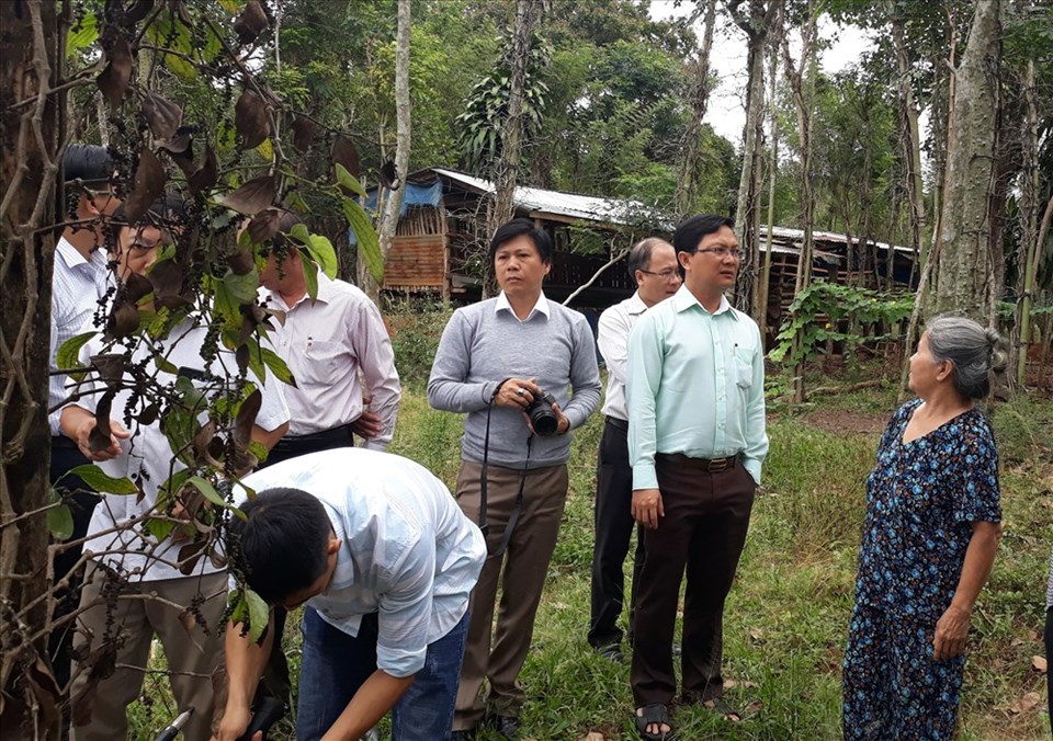 Lãnh đạo Sở Khoa học và Công nghệ đến thăm vườn tiêu tại xã Đăc Ơ chỉ còn trơ trọi nọc do dịch bệnh hại cây. Lãnh đạo Sở Khoa học và Công nghệ đến thăm vườn tiêu tại xã Đăc Ơ chỉ còn trơ trọi nọc do dịch bệnh hại cây.