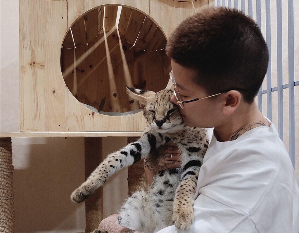 Hiện giờ Kim Vỹ thường chơi với những chú mèo rừng để giải khuây. Hiện giờ Kim Vỹ thường chơi với những chú mèo rừng để giải khuây.