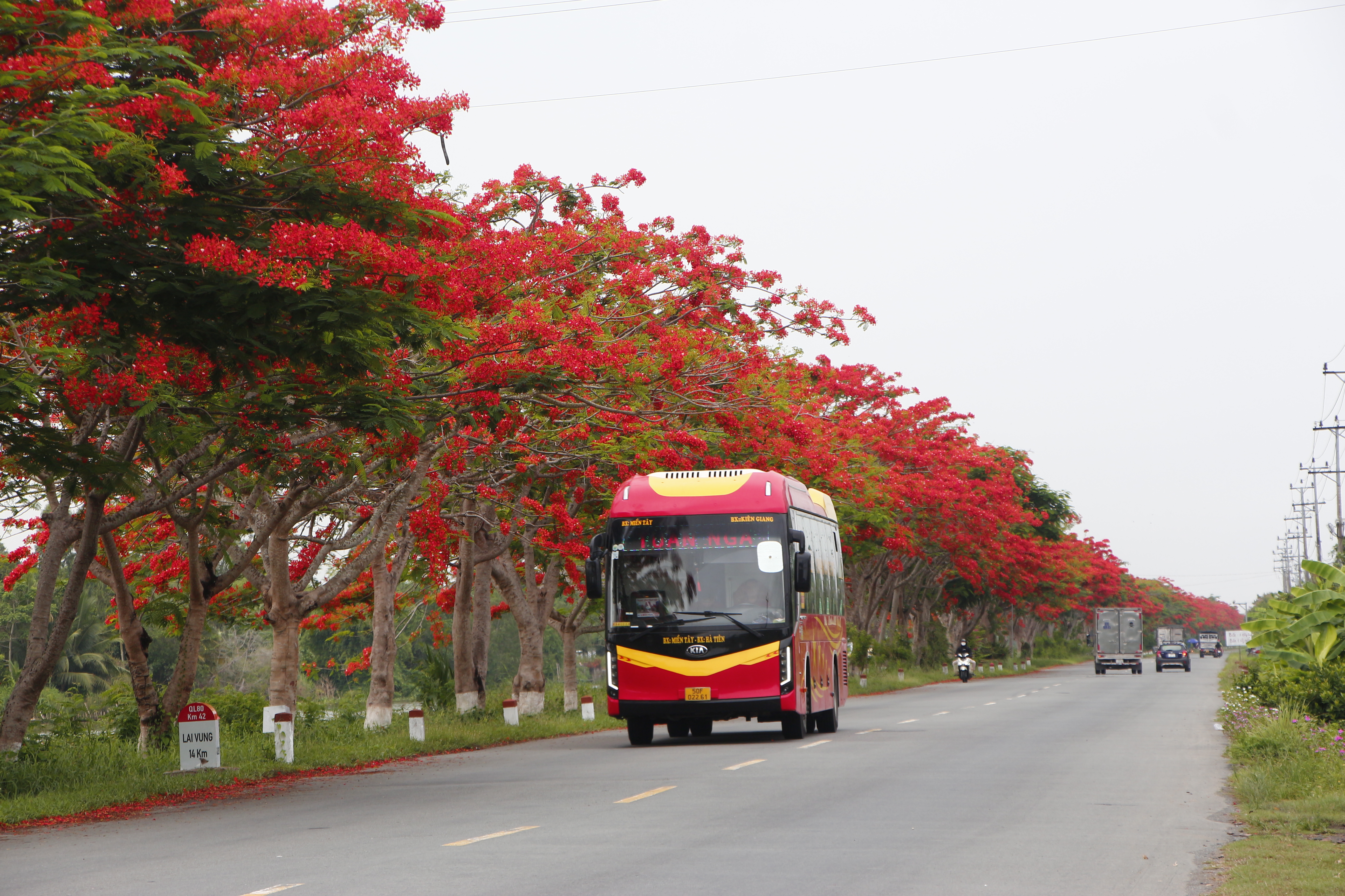 Đoạn đường dài hơn 4 km ở xã Bình Thành, huyện Lấp Vò, tỉnh Đồng Tháp rực đỏ với màu đỏ của hoa phượng. Ảnh: Hoàng Lộc.